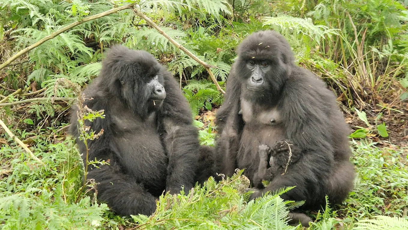 Mgahinga Gorilla National Park