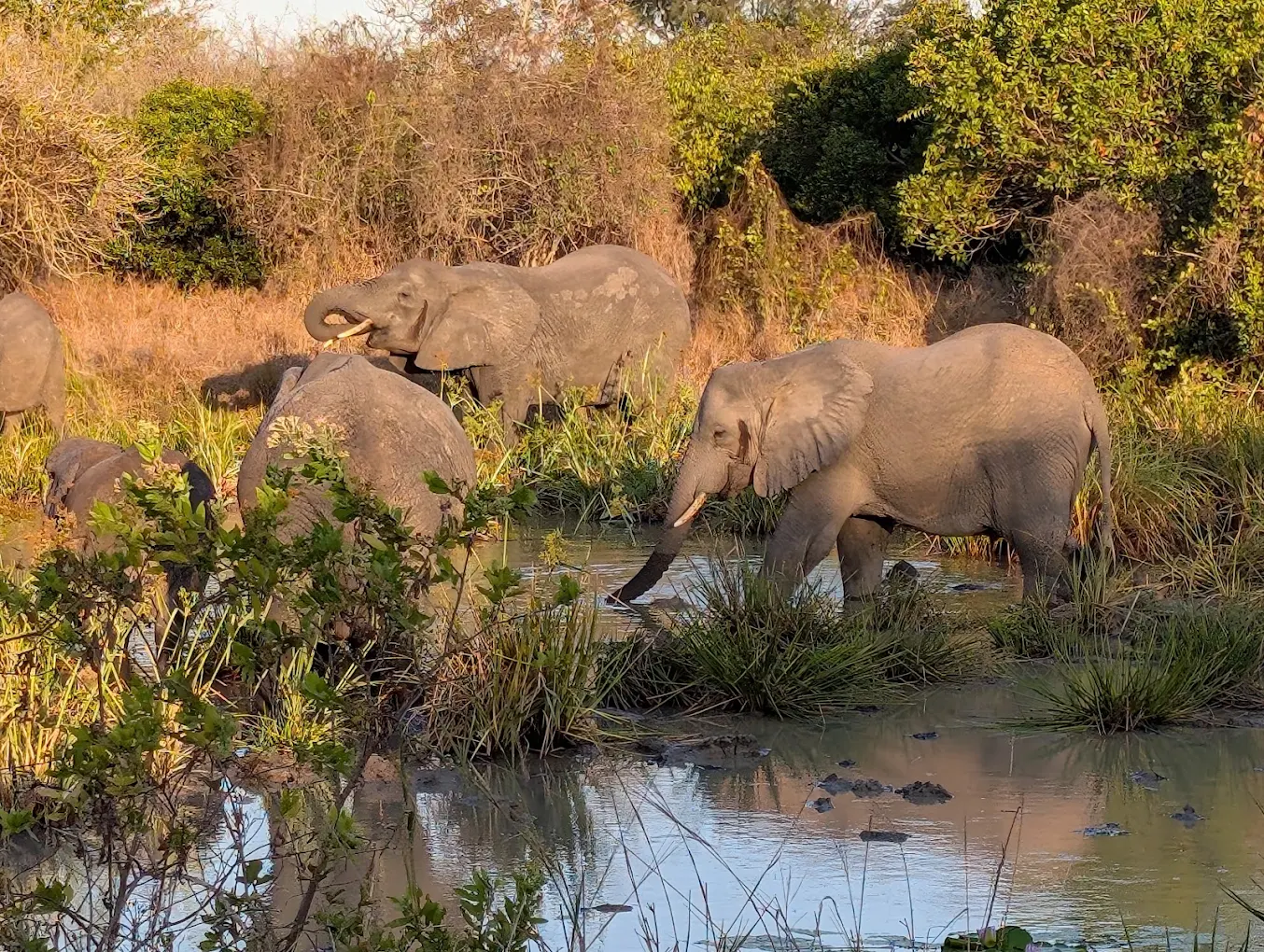 Saadani National Park