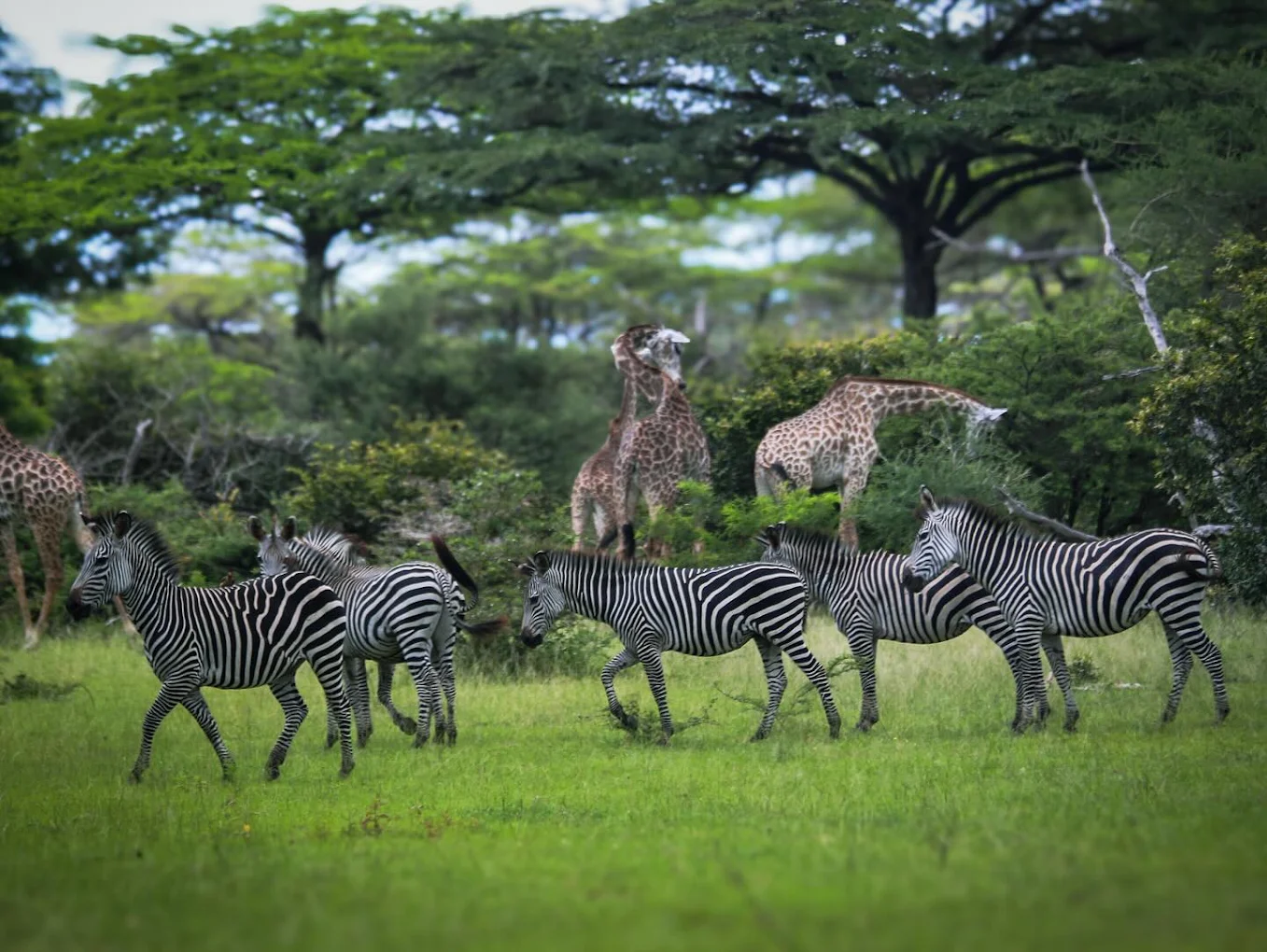 Nyerere National Park (Selous)