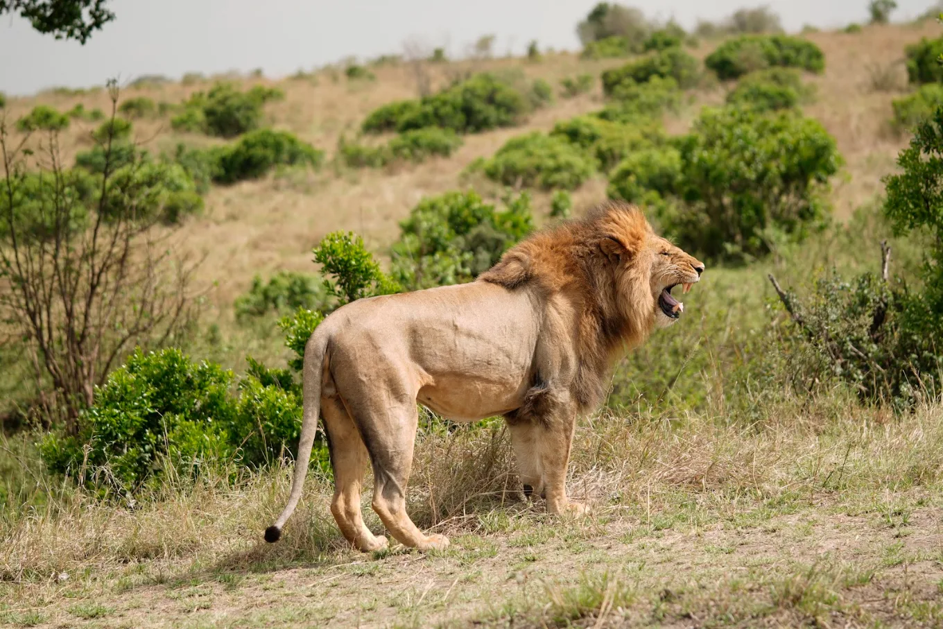 Masai Mara National Reserve